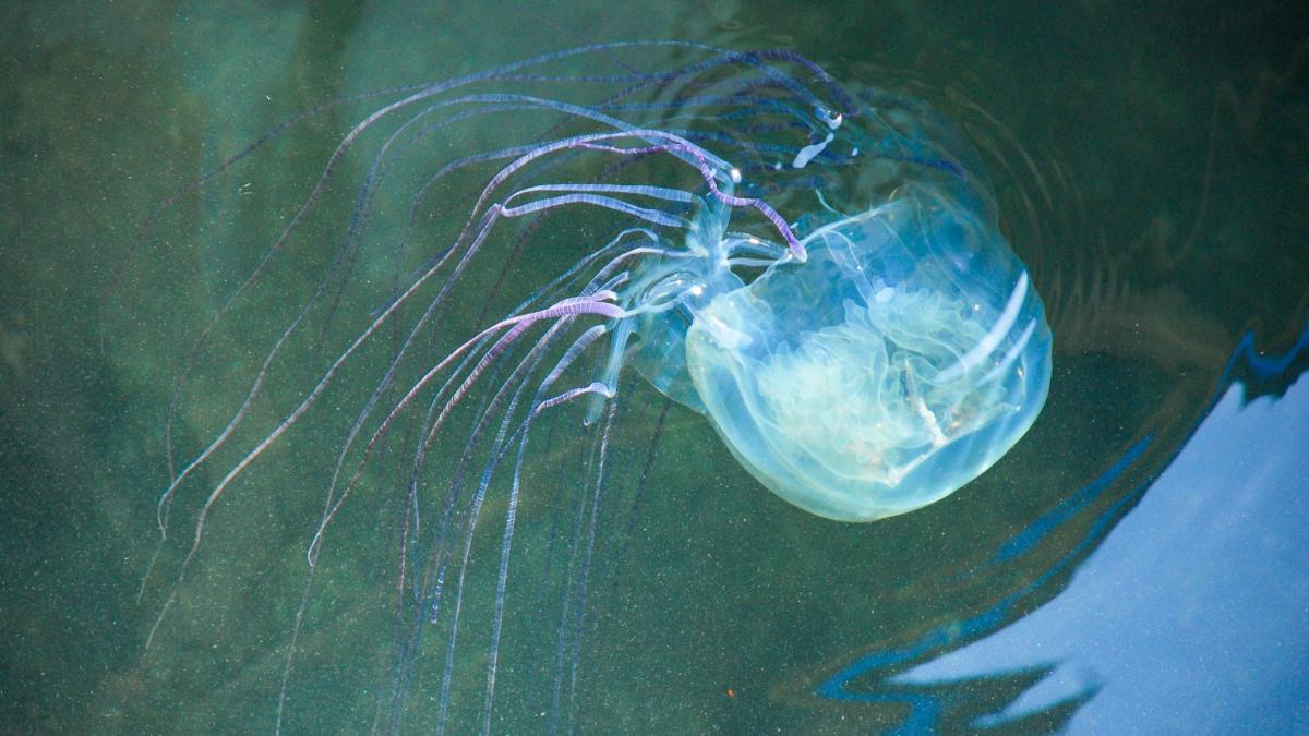 un copil de doar doi ani a murit dupa ce a fost intepat de o meduza in timp ce se afla in vacanta intr un resort