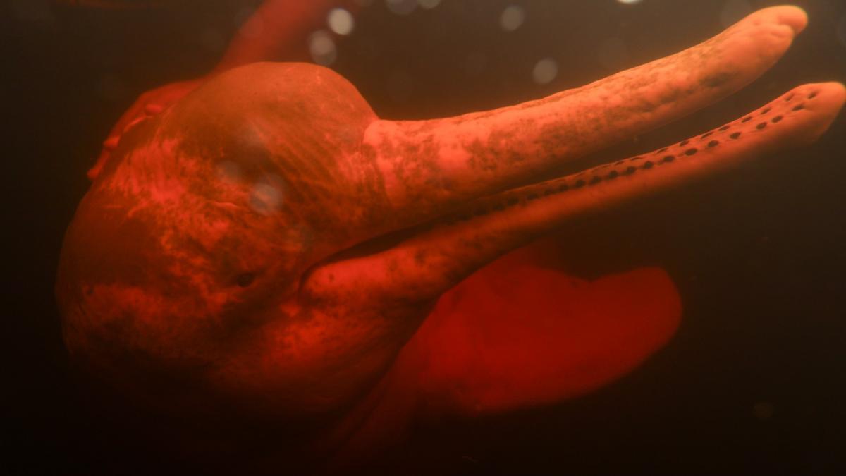 fenomen socant in amazon lacurile au ajuns sa fiarba iar delfinii roz mor pe capete