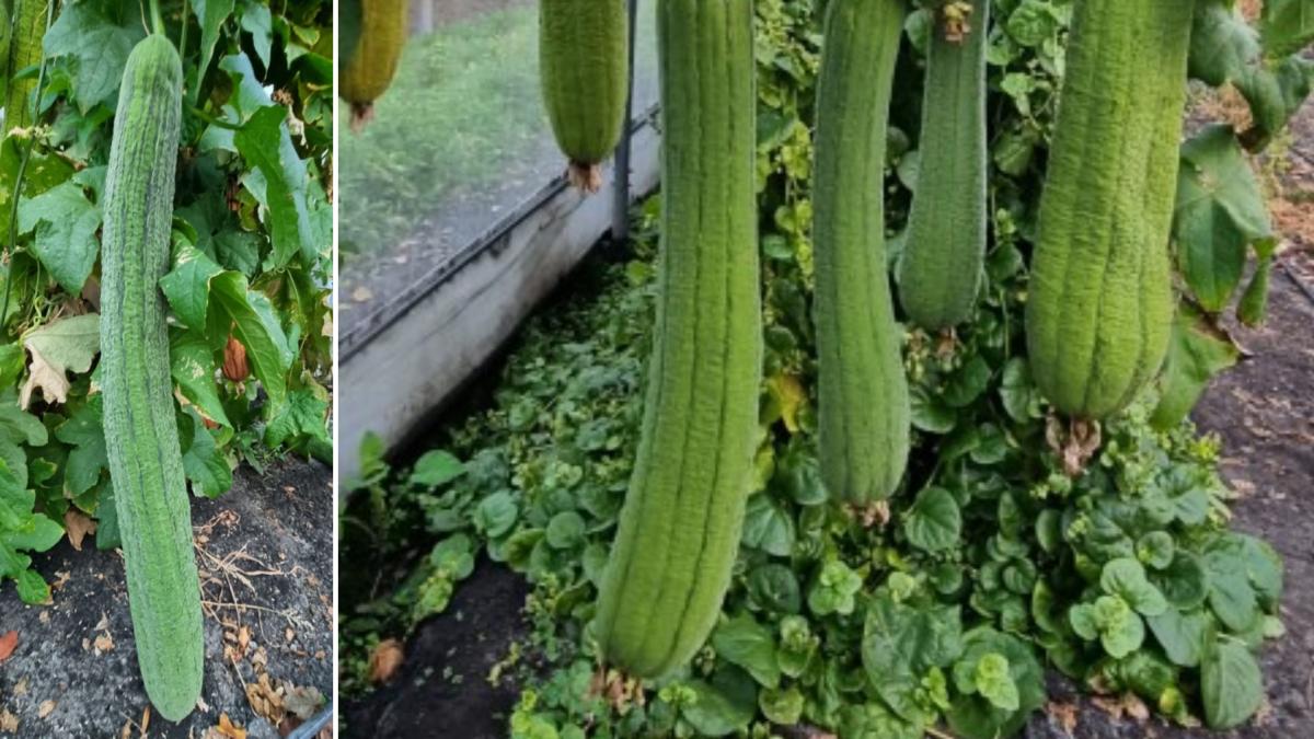 lufa fructul pe care unii romani il au in baie si nici nu stiu este si un antiviral puternic dar se poate folosi si la incaltaminte