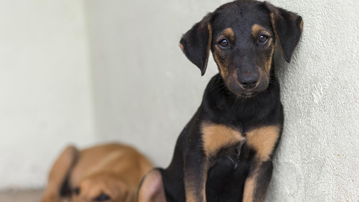 215 000 de oameni au semnat pentru 3 proiecte de lege care protejeaza animalele sunt niste schimbari absolut normale