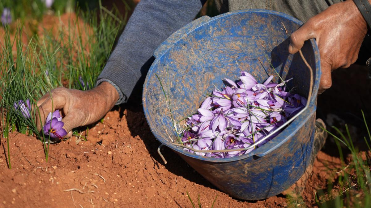 a inceput sezonul recoltei pentru aurul rosu cum a ajuns cel mai scump condiment din lume are inclusiv proprietati medicinale