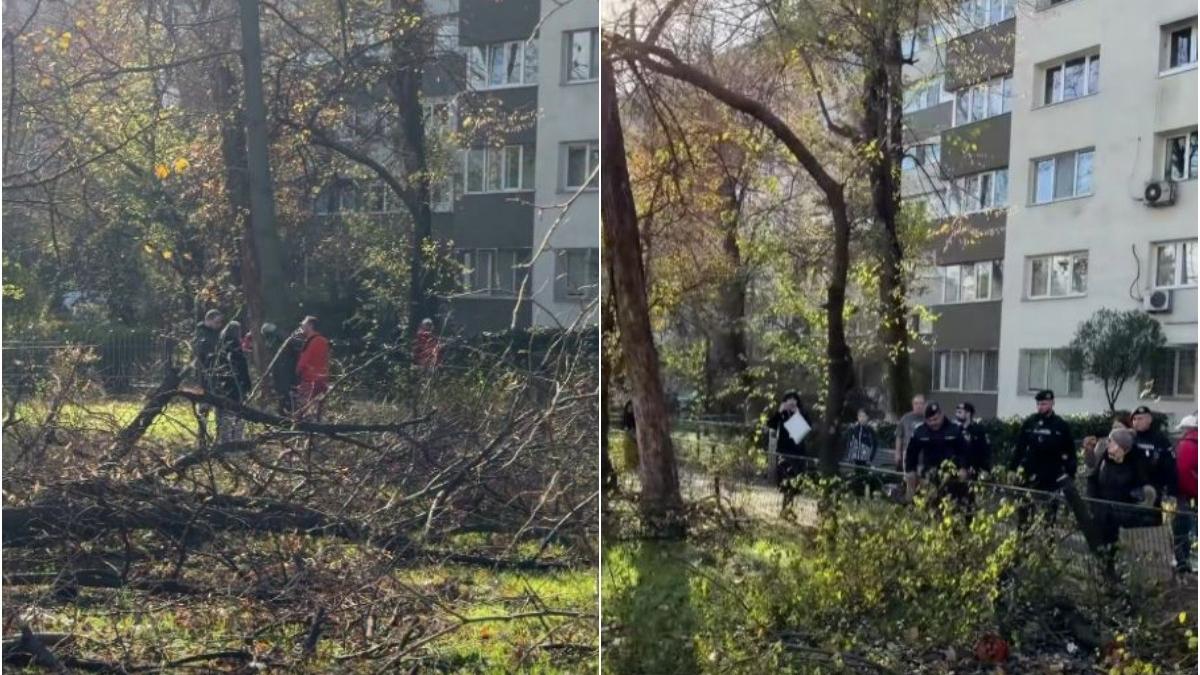 administratorul capitalei anunta amenzi uriase dupa taierile ilegale de copaci din sectorul 3 e ca n filmele cu mafia