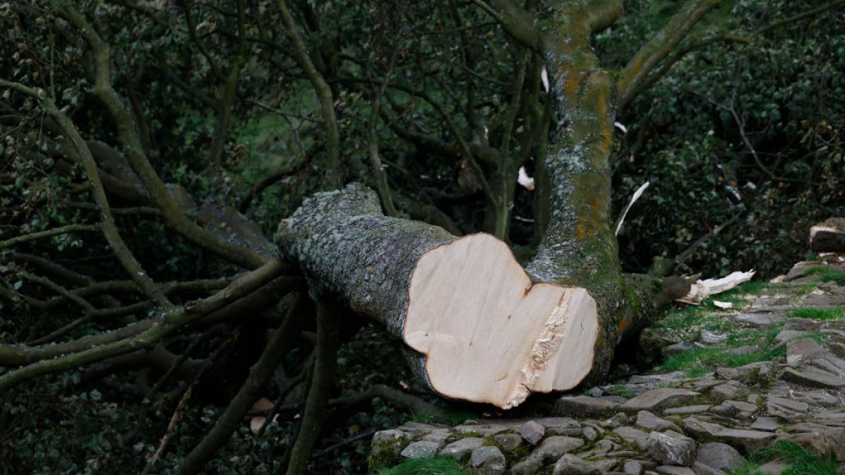 un barbat din neamt a murit dupa ce copacul pe care il taia a cazut peste el