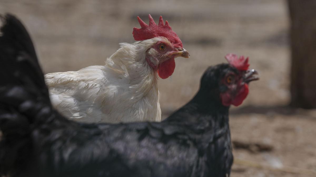 ce cred gainile o cercetatoare a obtinut o finantare de 4 milioane de euro de la ue pentru un studiu despre psihologia gainii