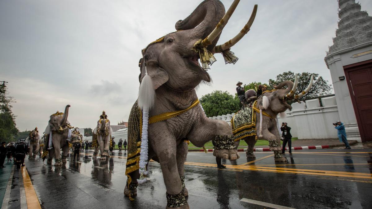 elefanti roz au marsaluit pe strazile din bangkok iar imaginile au devenit virale ce s a intamplat de fapt