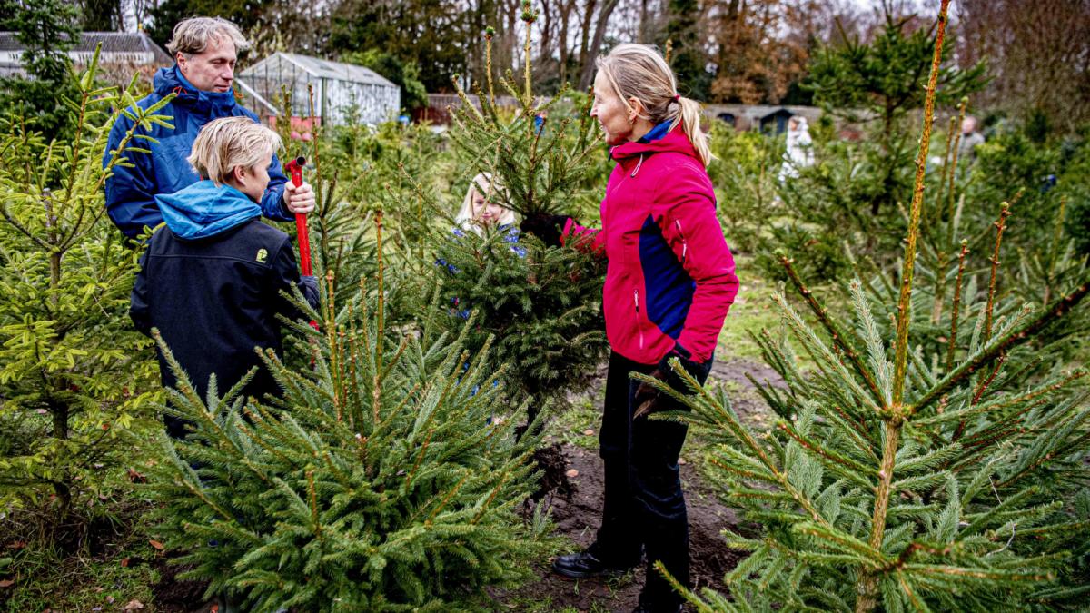 romsilva scoate la vanzare peste 16 000 de brazi si molizi pentru craciun preturile incep de la 17 lei de unde se pot cumpara