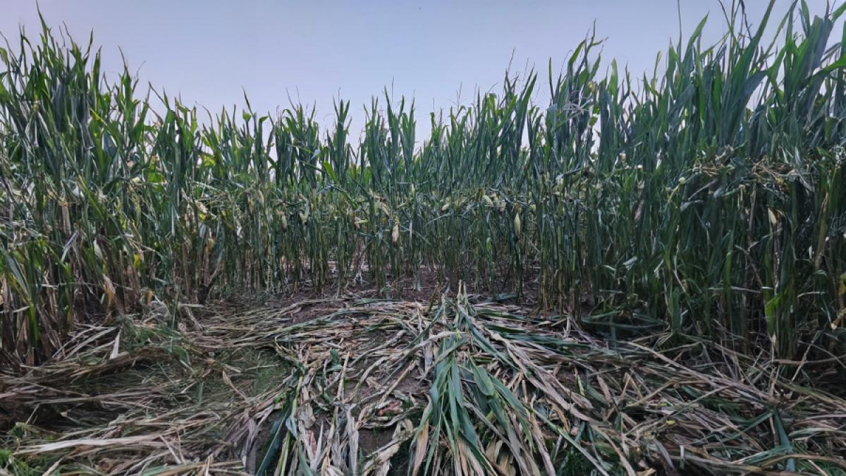 evaluarea marimii populatiei de urs brun in romania peste 10 400 de exemplare estimate in 2025