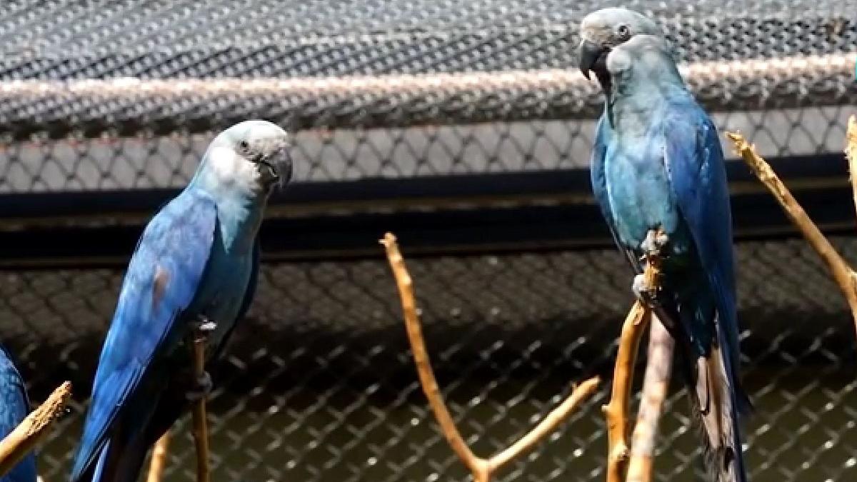 papagalii albastri sunt amenintati cu disparitia de un virus mortal