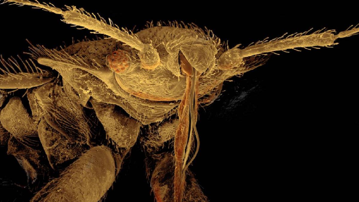 se urcau pe haine una dintre cele mai importante institutii de arhiva cinematografica din lume se inchide din cauza plosnitelor