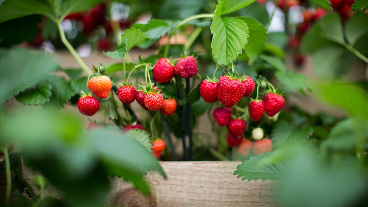 afacere de succes in beius serele de acolo sunt pline de capsune proaspete in prag de iarna