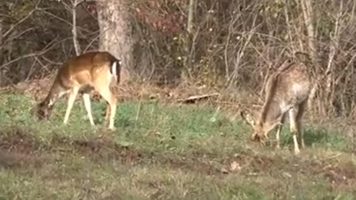 cerbii lopatari revin in padurile romaniei dupa aproape 100 de ani cat a costat fiecare exemplar cumparat