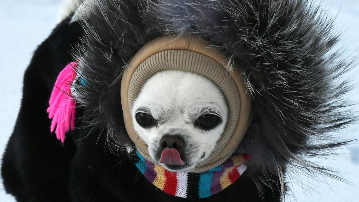 majoritatea cainilor de companie au adn de lup arata noi studii care sunt rasele lupine chihuahua e pe lista bullmastifful nu