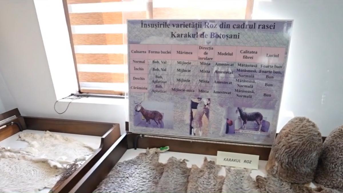 oaia cu lana roz urmeaza sa fie omologata in 2026 nu e vorba de vopsire ci de o mutatie genetica obtinuta dupa 40 de ani de cercetare