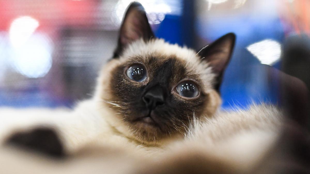 cand au devenit pisicile animale de companie s a intamplat mult mai tarziu decat se credea