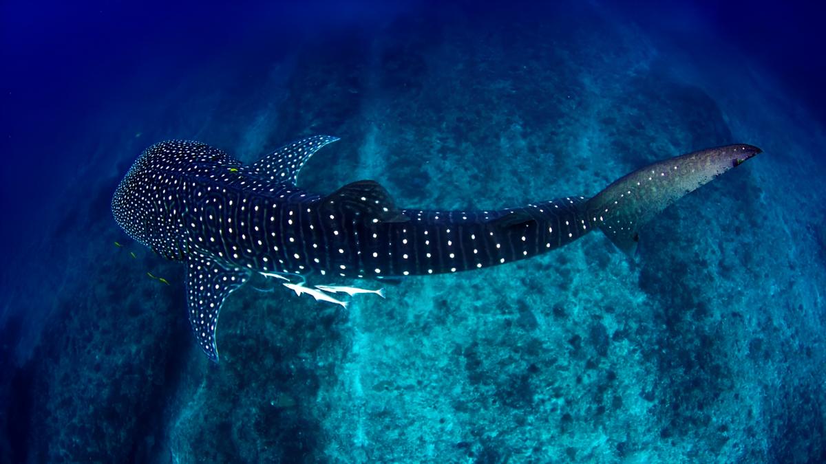 Sursa foto: Getty Images