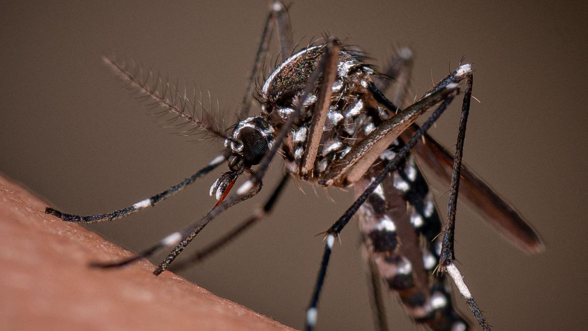 mii de tantari sunt lansati din drone deasupra unui stat american operatiunea are un obiectiv crucial