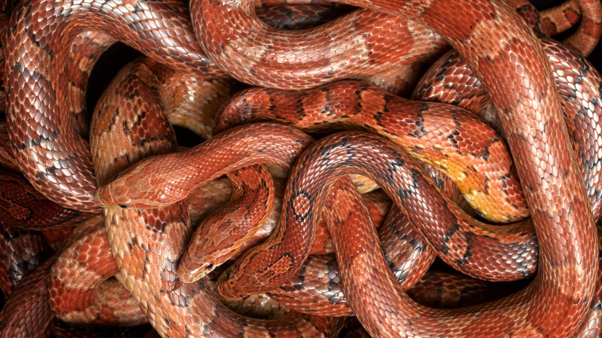 povestea femeii care traieste cu 100 de serpi in casa italianca mai are caini pisici ponei si veverite zburatoare