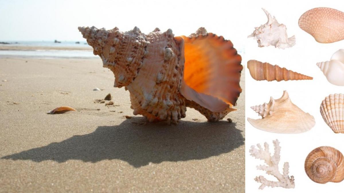 scoicile descoperite in spania ar putea fi printre cele mai vechi instrumente muzicale cunoscute dateaza de acum 6 700 de ani