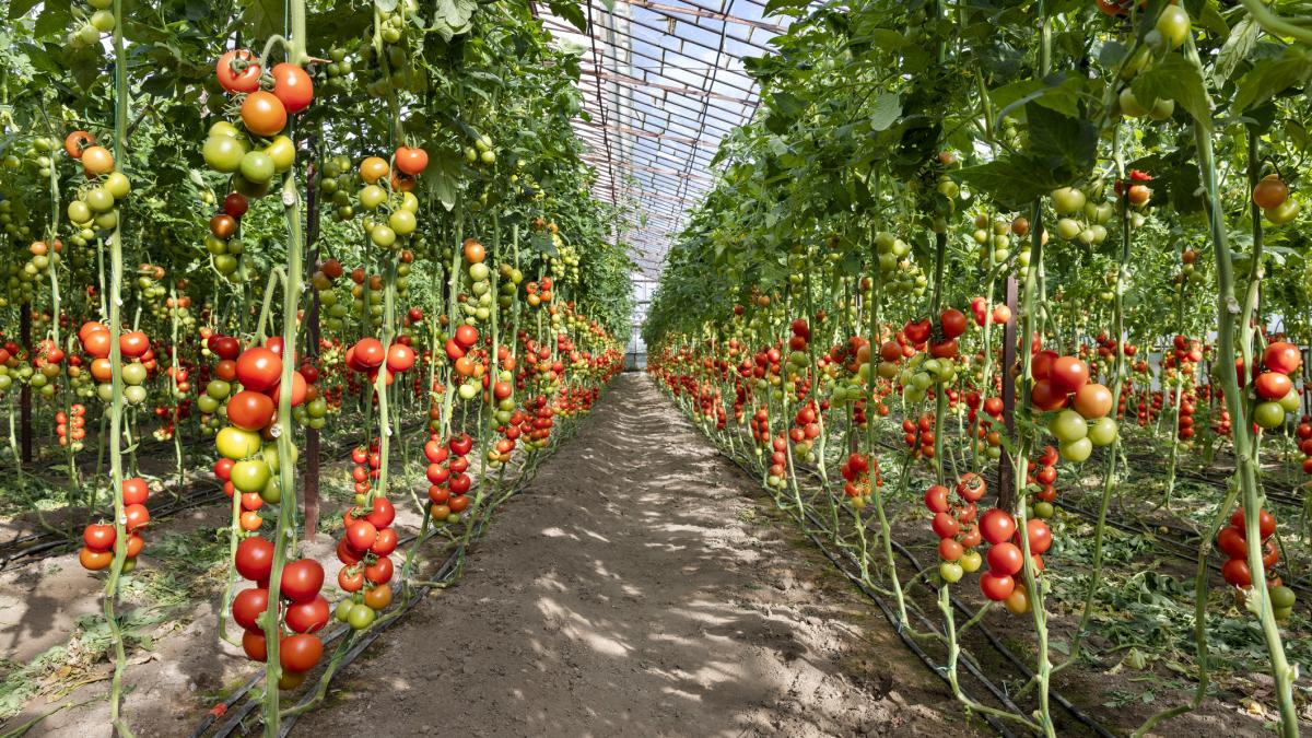 ce se intampla cu impozitul pe sere si solarii anuntul ministrului agriculturii