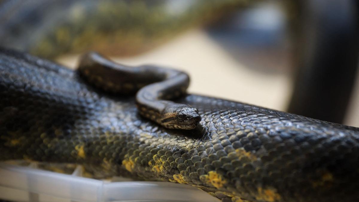 fosilele care rescriu istoria serpilor oasele de anaconda gasite in venezuela au fost datate la 12 4 milioane de ani