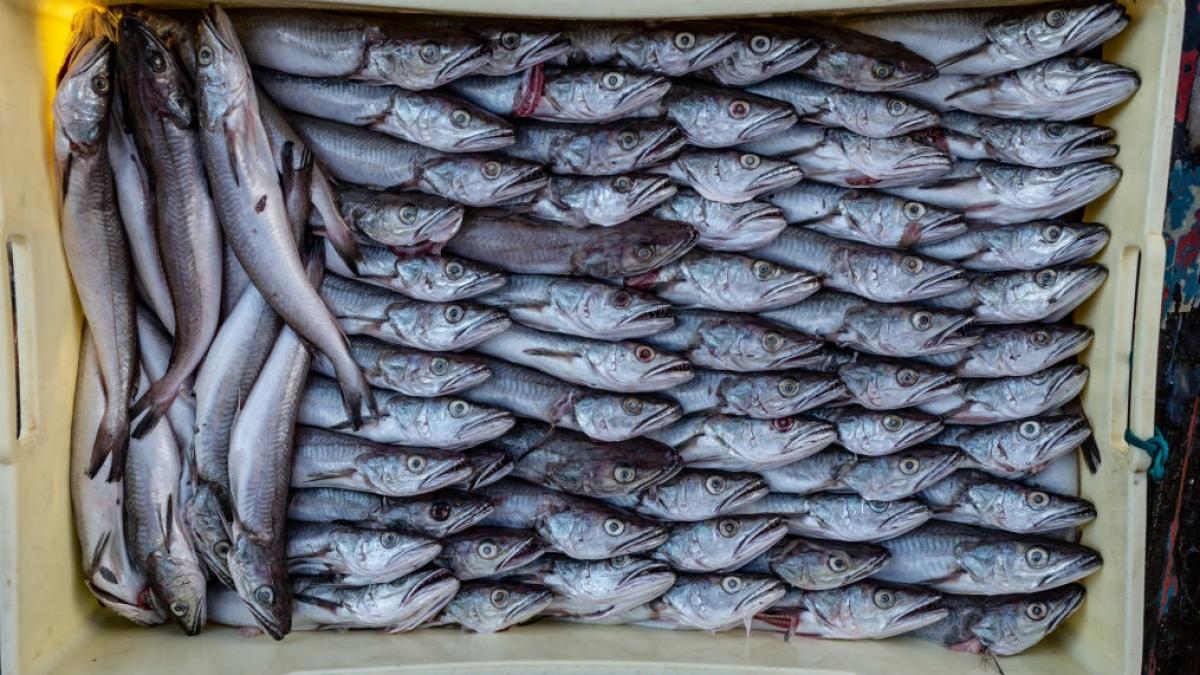 peste 600 de kilograme de merluciu detectat cu larve de anisakis au fost retrase de la vanzare de dsvsa buzau