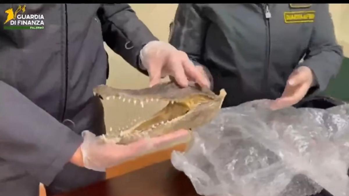 un cap de crocodil a fost gasit intr o valiza in aeroportul de la palermo
