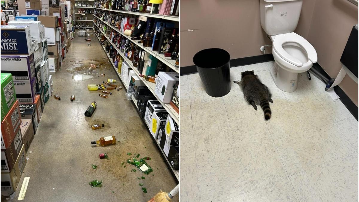 un raton a intrat intr un magazin a spart sticle cu bauturi alcoolice apoi a adormit in toaleta s a trezit din betie a doua zi