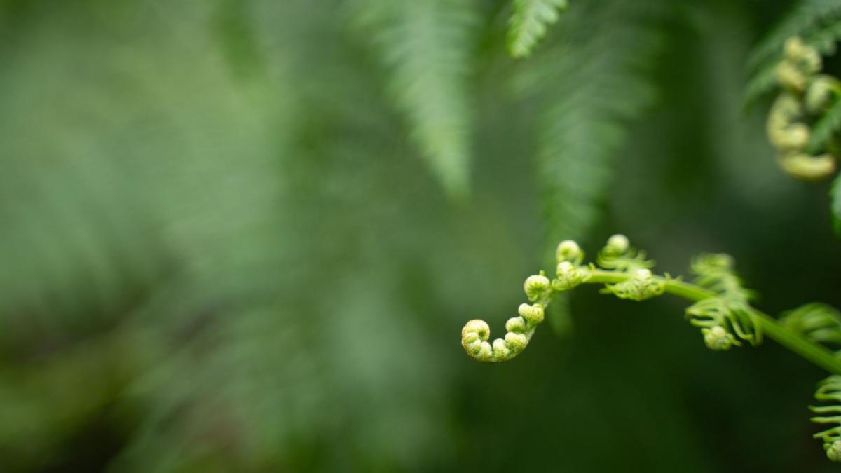 descoperire fara precedent o planta care creste cristale din metale rare