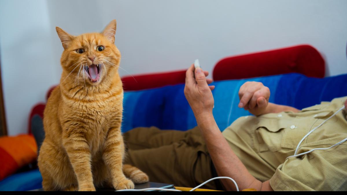 pisicile isi ajusteaza strategia de comunicare si miauna mai mult atunci cand saluta barbati