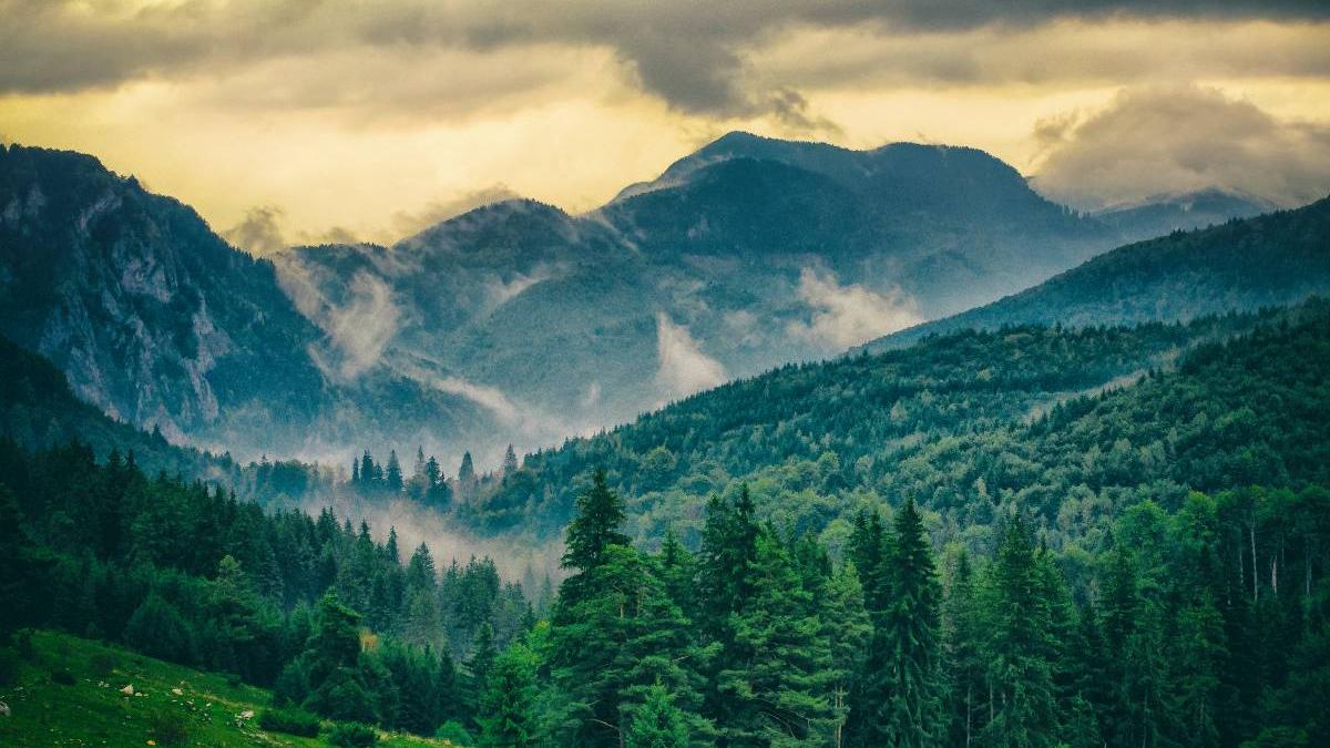 paduri romania getty