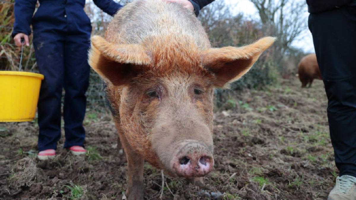 peste porcina africana getty