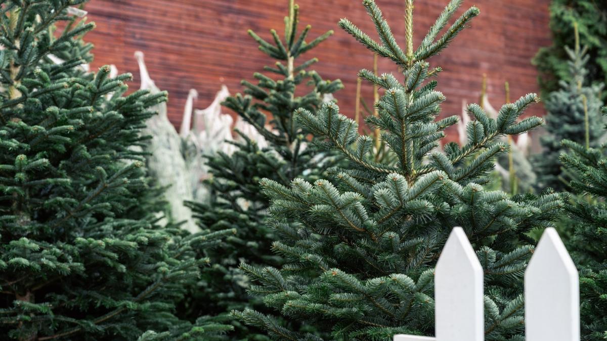 craciun mai scump unii brazi costa cat masa de sarbatori nu am cumparat vreau sa mai scada preturile