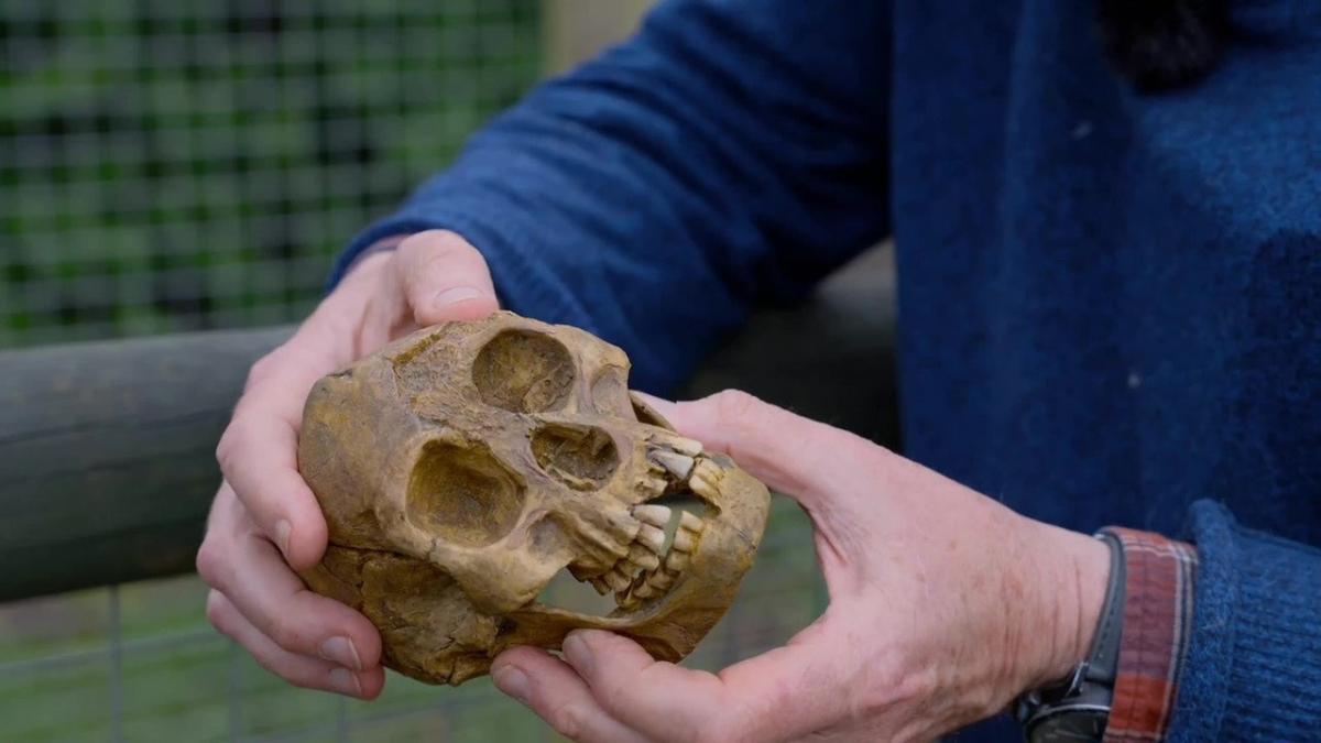 de ce au disparut de fapt hobbitii au fost fortati sa concureze cu stramosii nostri