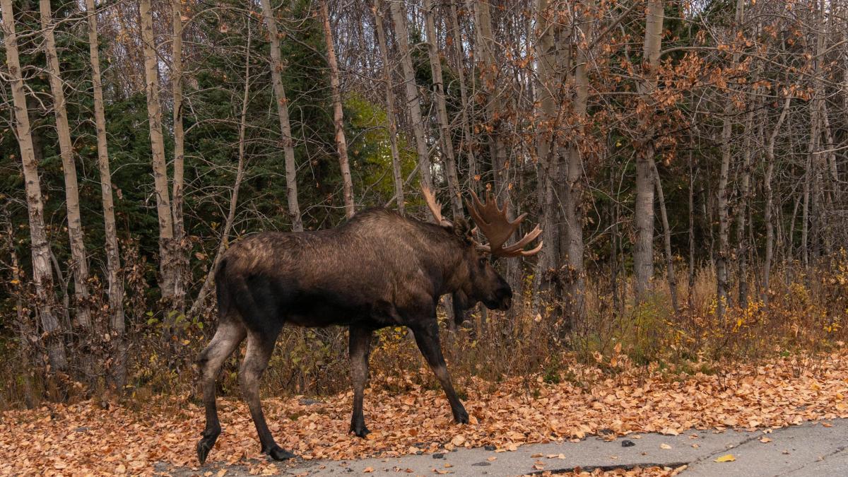 un elan a aparut din senin in hunedoara si nimeni nu stie de unde a venit prezenta sa ramane un mister pentru experti