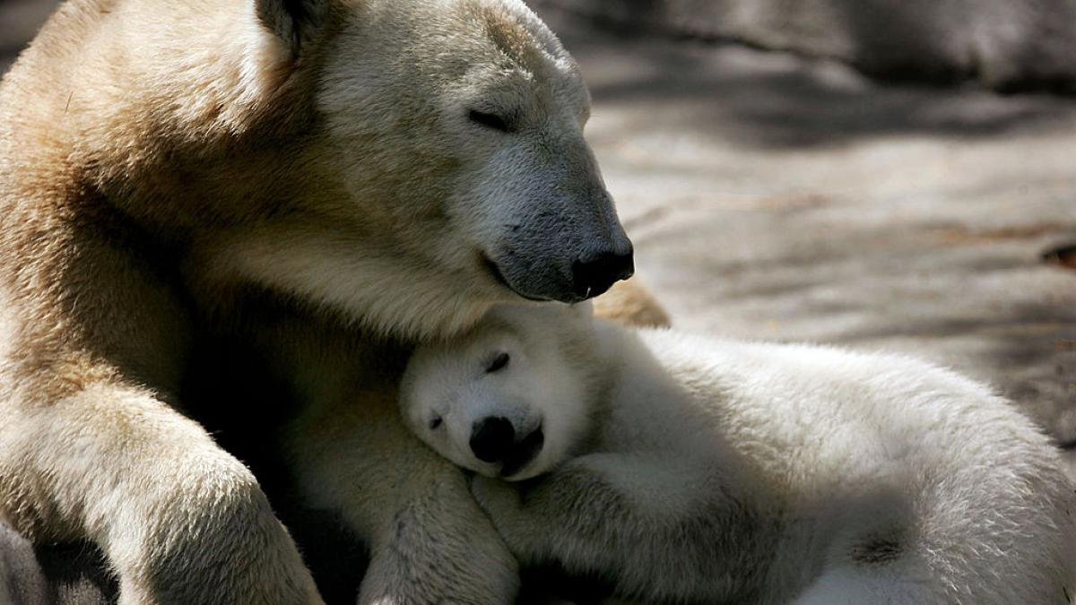 ursi polari