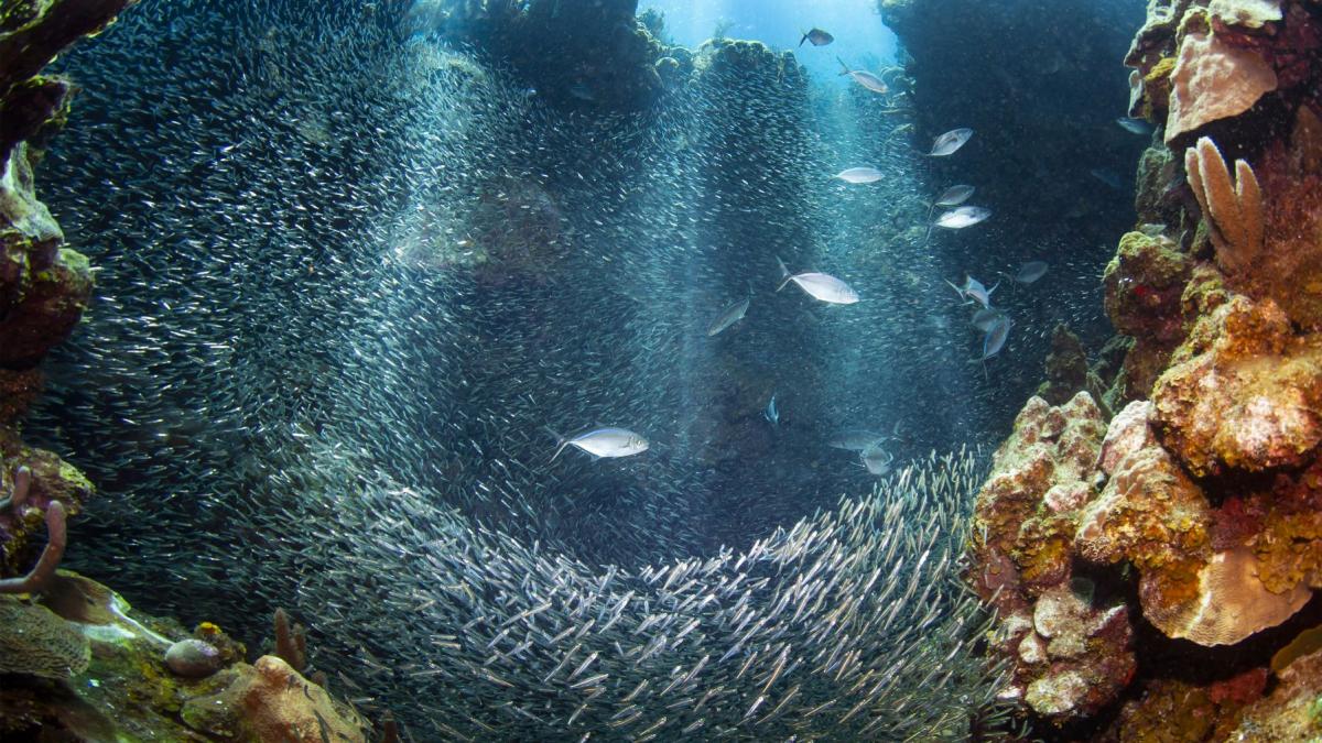 specii complet necunoscute au fost descoperite la peste 4 000 de metri adancime in ocean