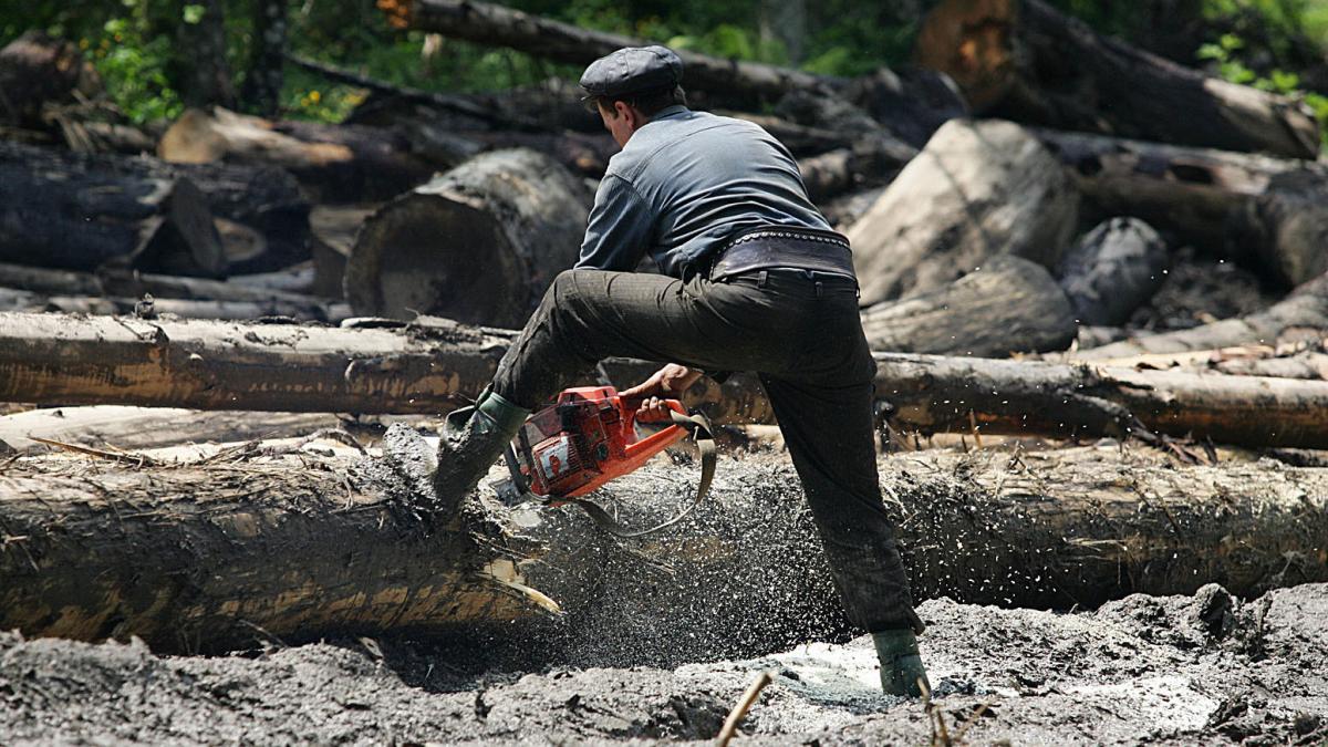 depozite ilegale de lemn depistate la o aruncatura de bat de bucuresti diana buzoianu volumul fictiv de lemn era trecut in sumal