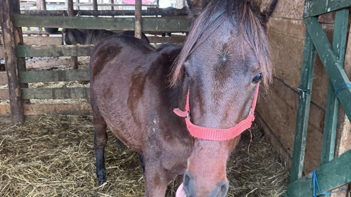 situatie critica la un adapost de animale din dolj sute de cai risca sa moara de foame