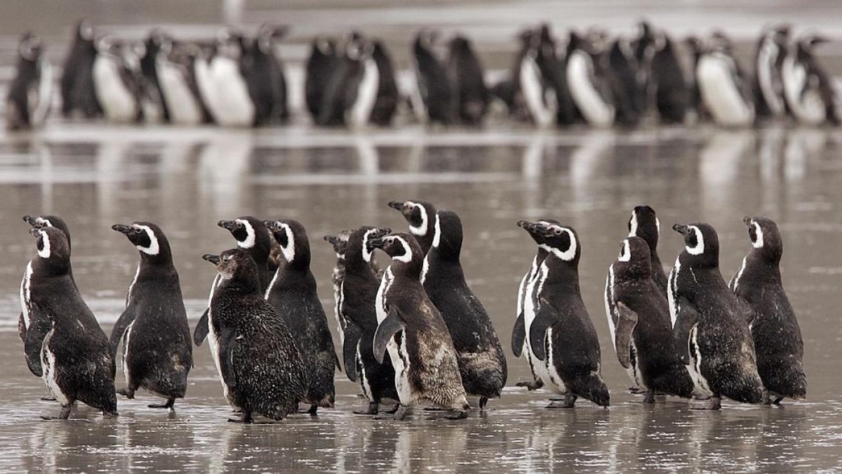 Pinguinii din Patagonia au ajuns „gustări” pentru un prădător neașteptat. Ce au arătat imaginile strânse în patru ani