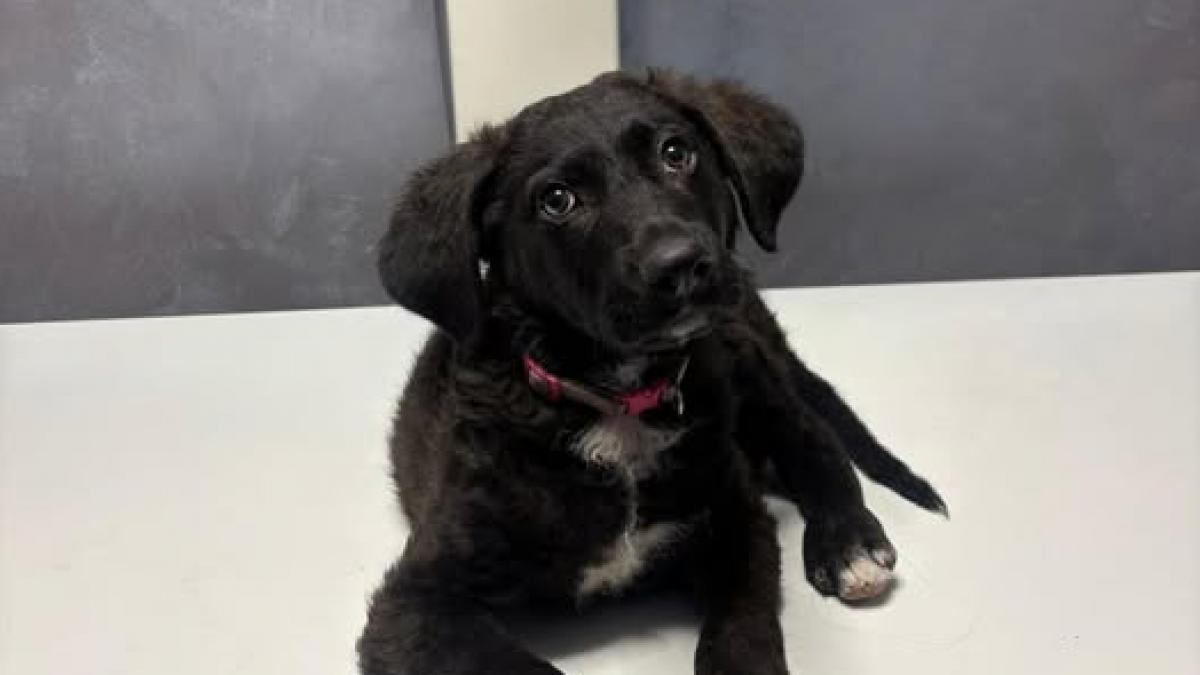 Un bărbat din București a fost condamnat la 2 ani de închisoare pentru că a bătut un cățel