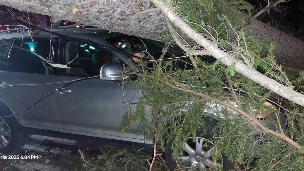 sinaia copaci cazuti peste masini si stalpi de electricitate din cauza vantului puternic