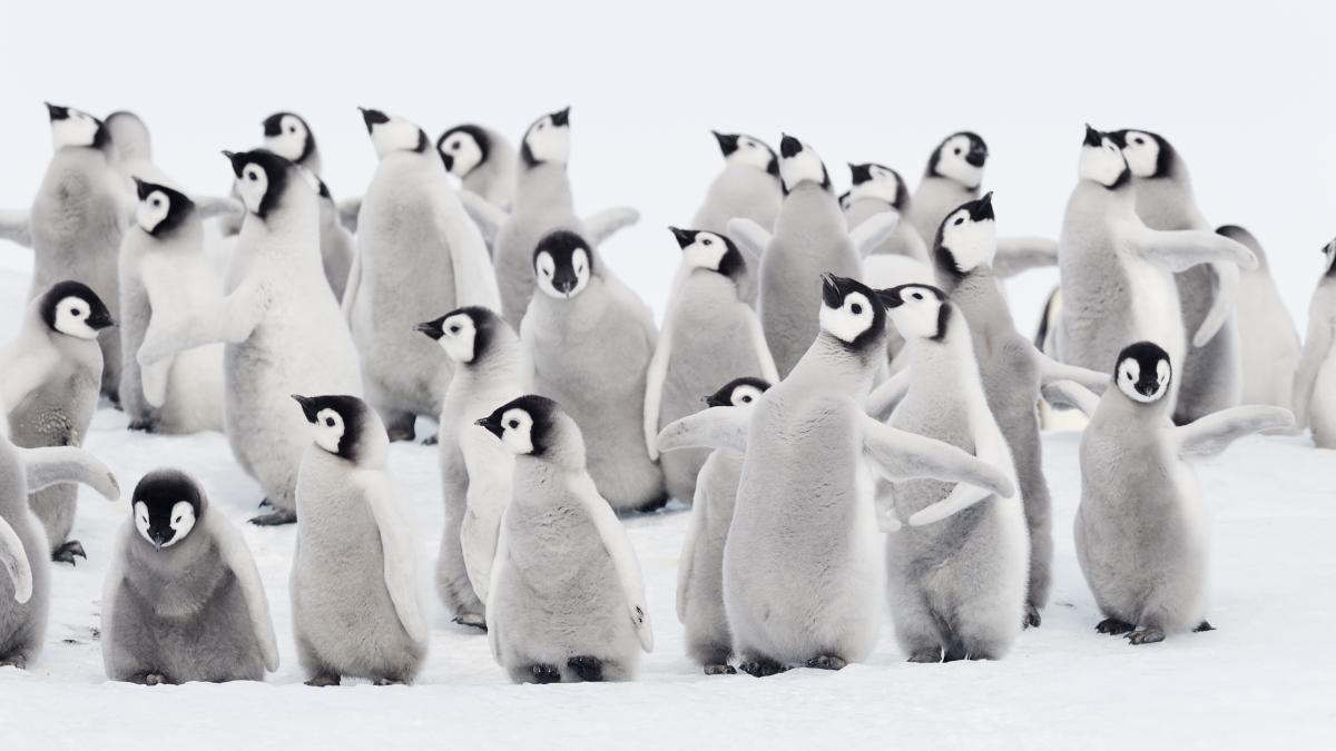 Somn de doar patru secunde și dormit în zbor: Metodele extreme prin care animalele se odihnesc ca să supraviețuiască