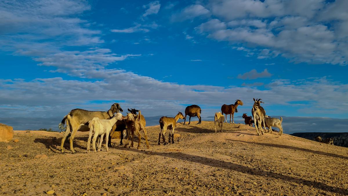 Caprele lăsate de europeni pe o insulă din Brazilia, care au trăit izolate timp de 200 de ani, au devenit subiectul unor studii
