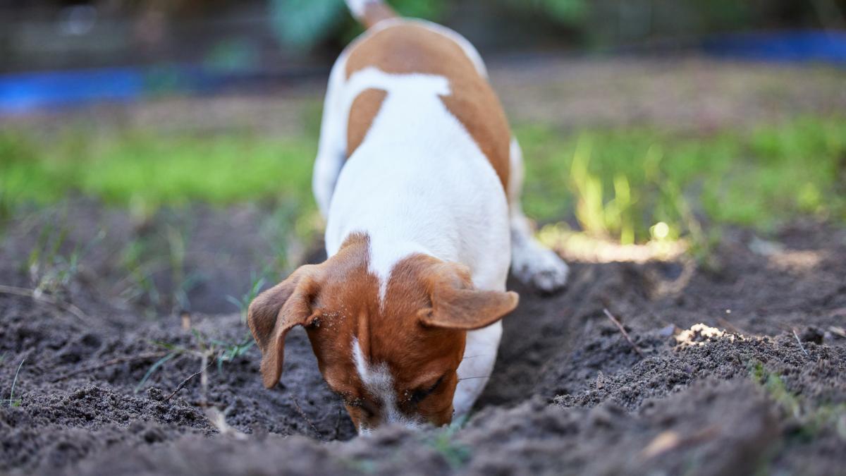 un caine curios a facut o descoperire uluitoare dupa ce a inceput sa sape o gaura in pamant