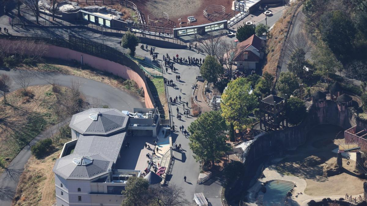 Panică la un zoo din Tokyo. Vizitatorii și-au căutat disperați adăposturi după ce un lup cenușiu a evadat din țarc