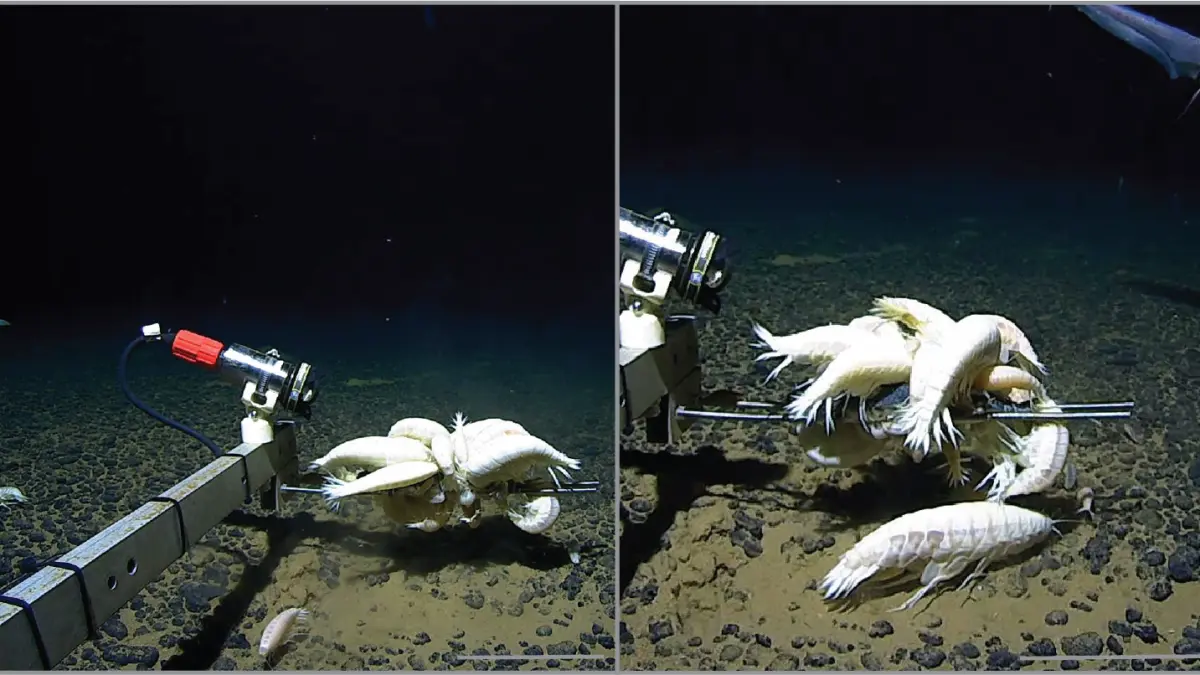 surpriza din adancurile oceanului alicella gigantea monstrul despre care credeam ca e rar este de fapt peste tot