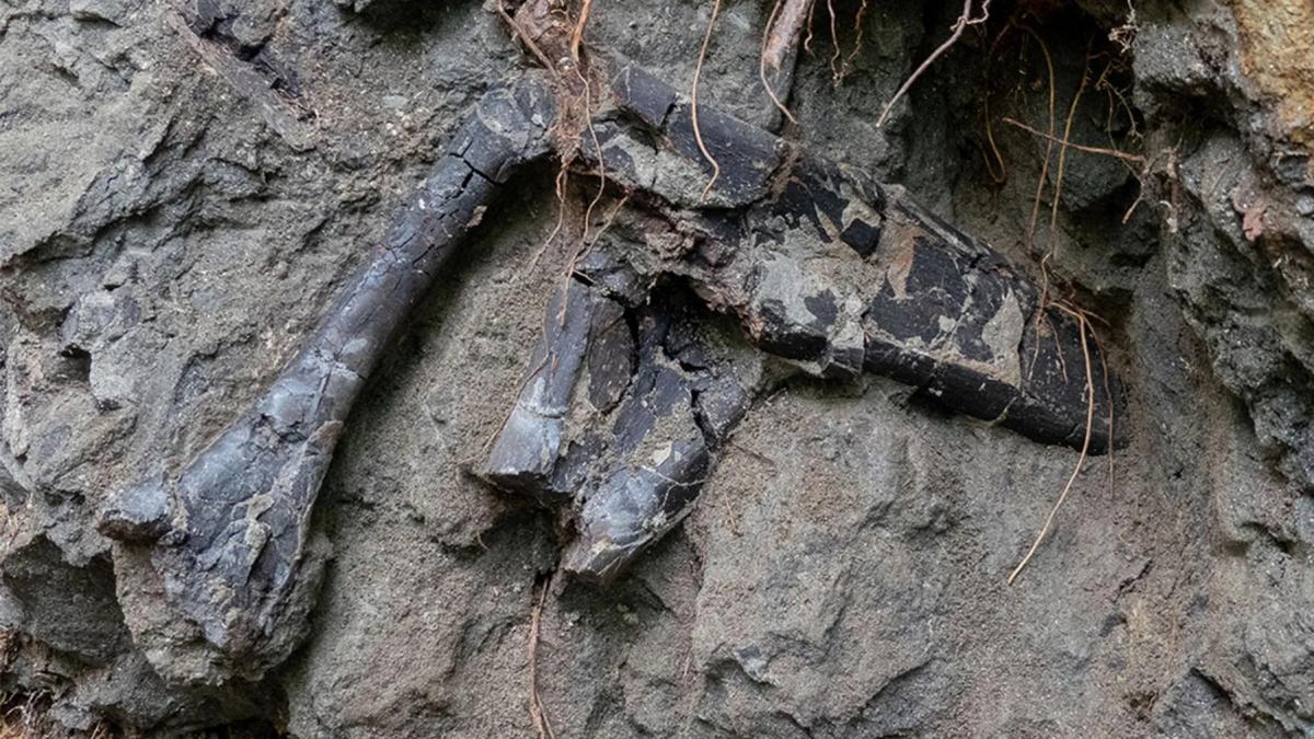 descoperire paleontologica majora in romania fosile de dinozauri suprapuse au fost gasite in bazinul hateg din transilvania