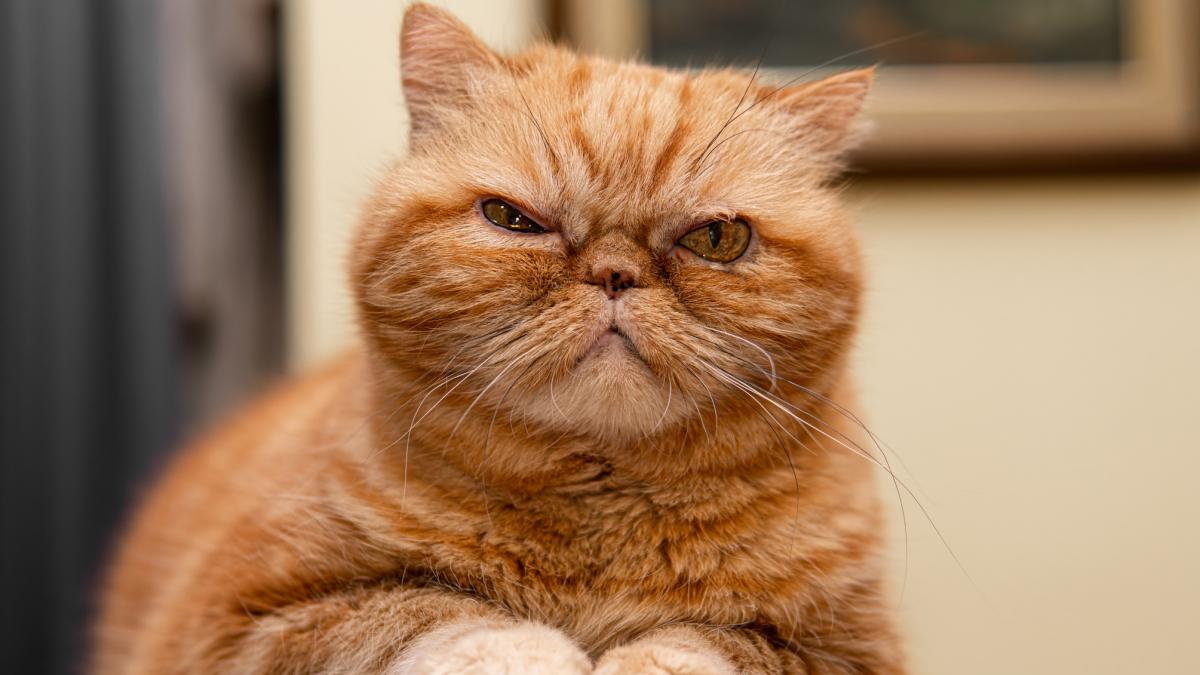 miracol de craciun in italia un pisoi a fost salvat de stapana sa din masina de spalat cum ajunsese acolo