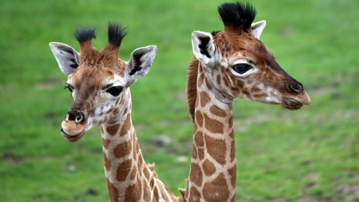 misterul girafelor disparute de la zoo se ofera recompensa de 50 000 euro pentru gasirea lor dar unii spun ca ele nu exista