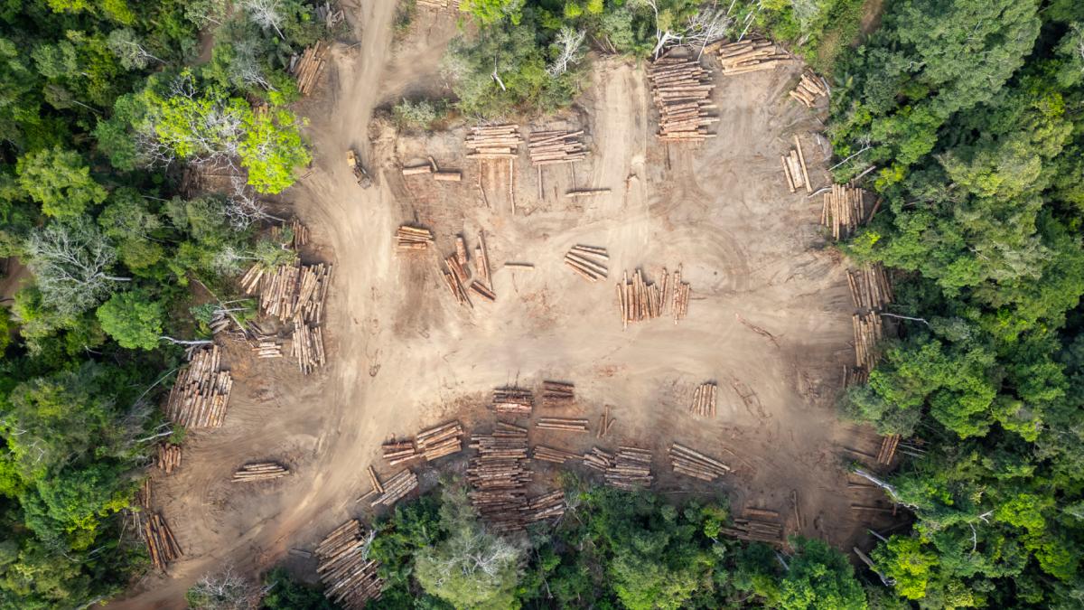 amazonul se indreapta spre o stare hipertropicala nemaiintalnita de milioane de ani padurea ar putea deveni producatoare de carbon